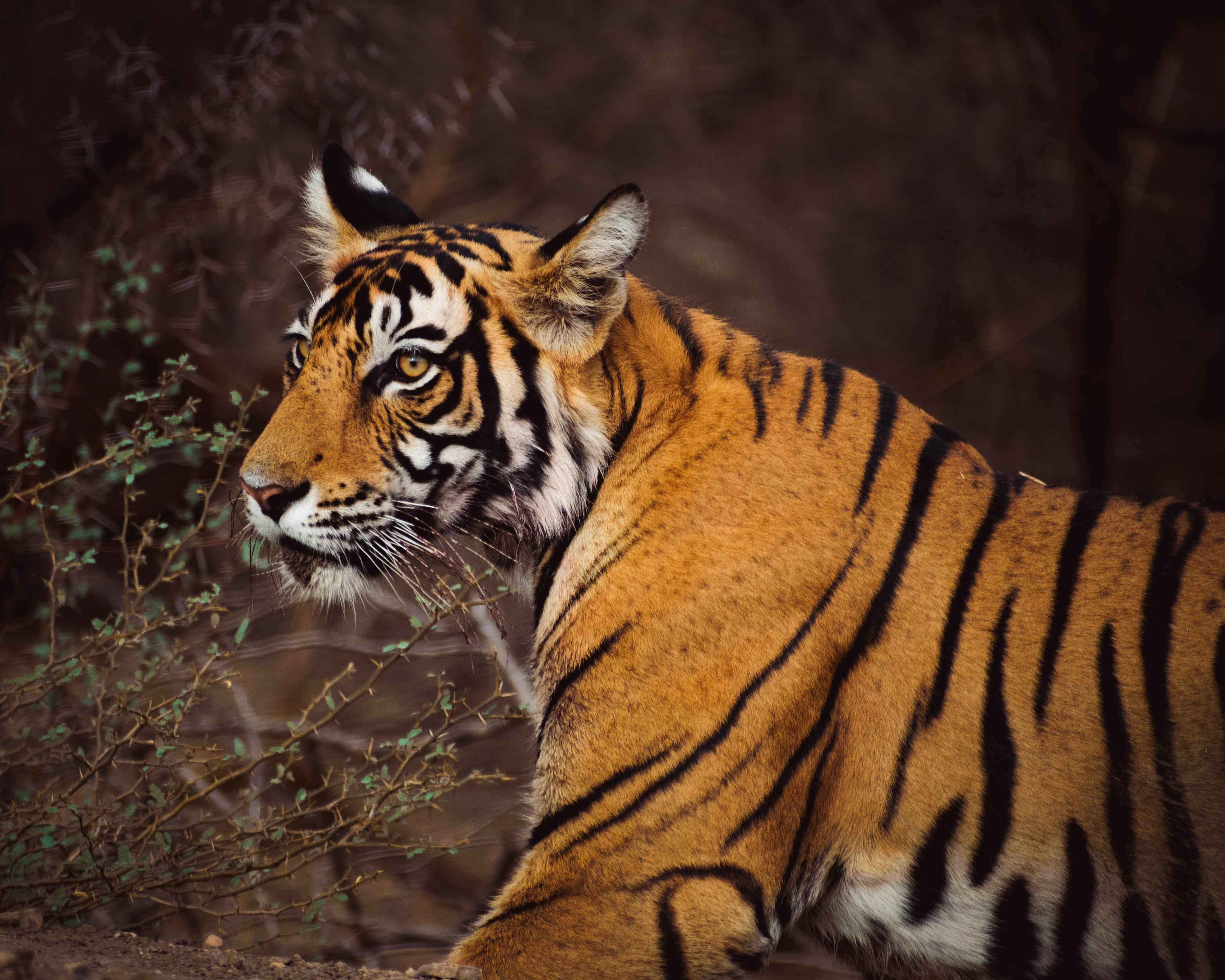 Jaipur to Ranthambore - A Helpful Travel Guide