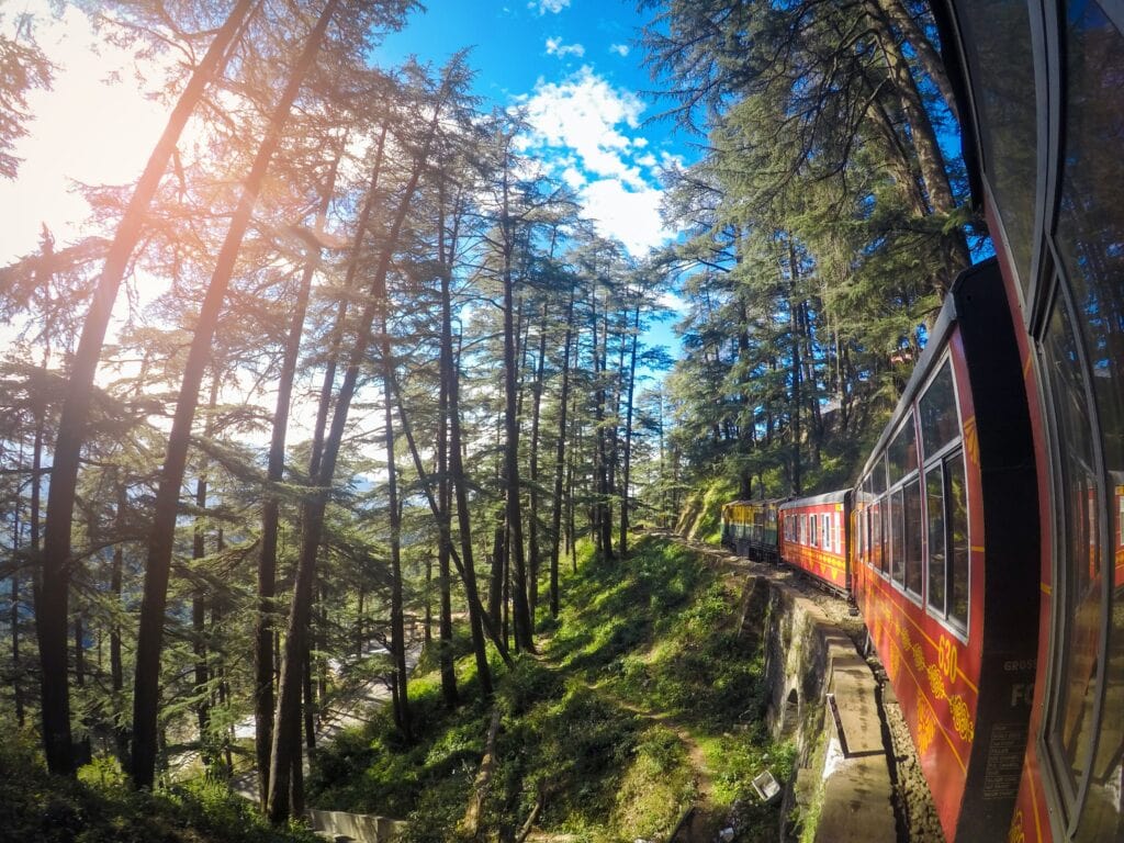 Pine Forests of Shimla