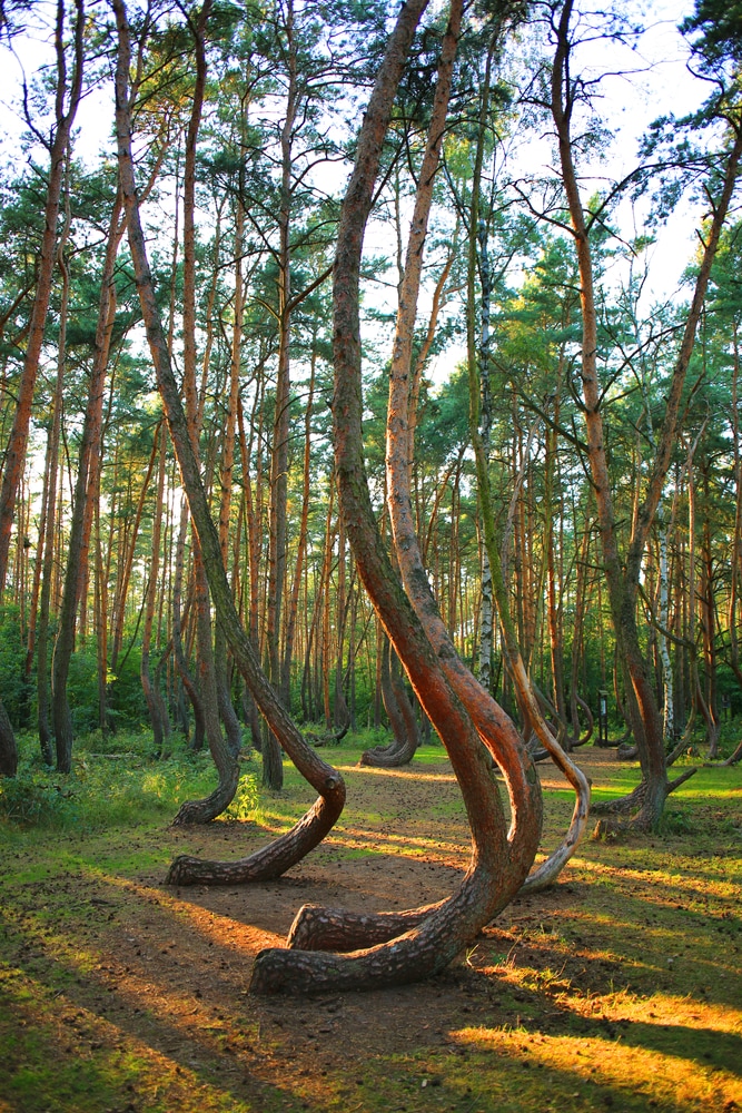 Crooked Forest