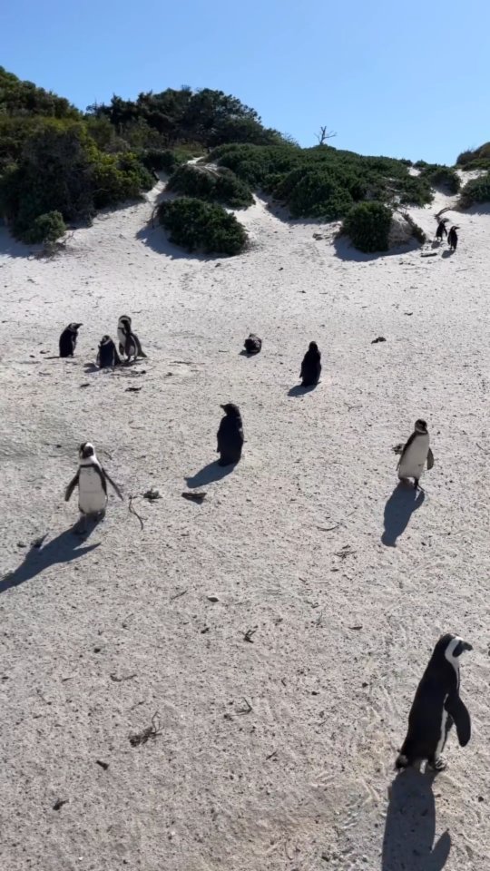 We could spend hours here just looking at these marvellous creatures.🎥 - @saurabhkane#penguin #beach #southafrica