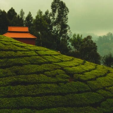 Things to Do in Ooty For an Enthralling Feel