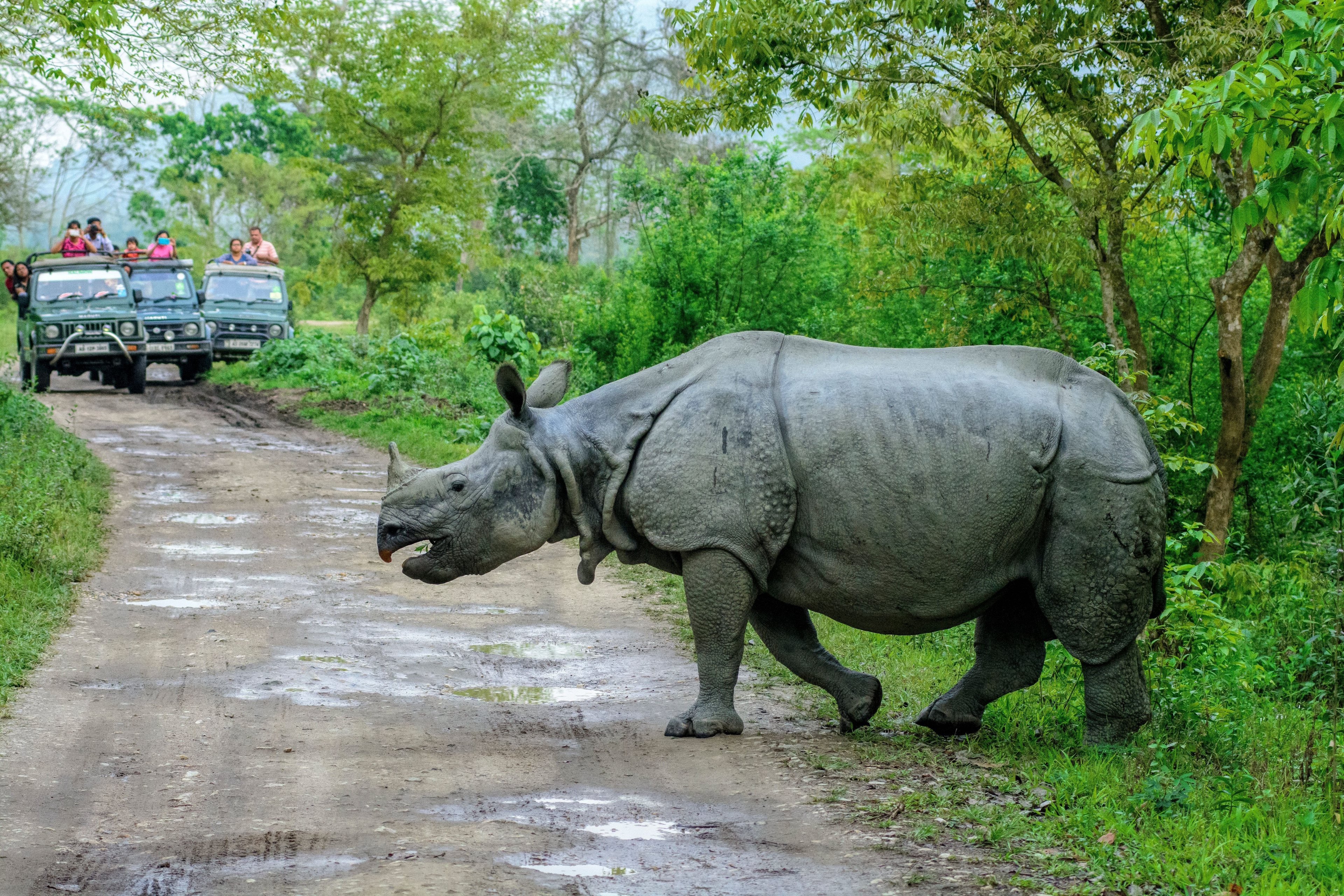 7 Resorts In Kaziranga Which Will Make You Fall In Love With The Place