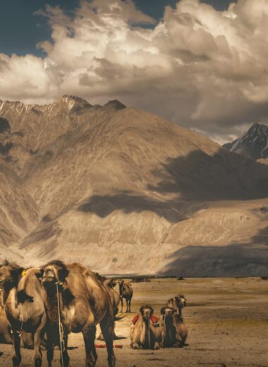 Leh to Ladakhs Moonscape The Nubra Valley