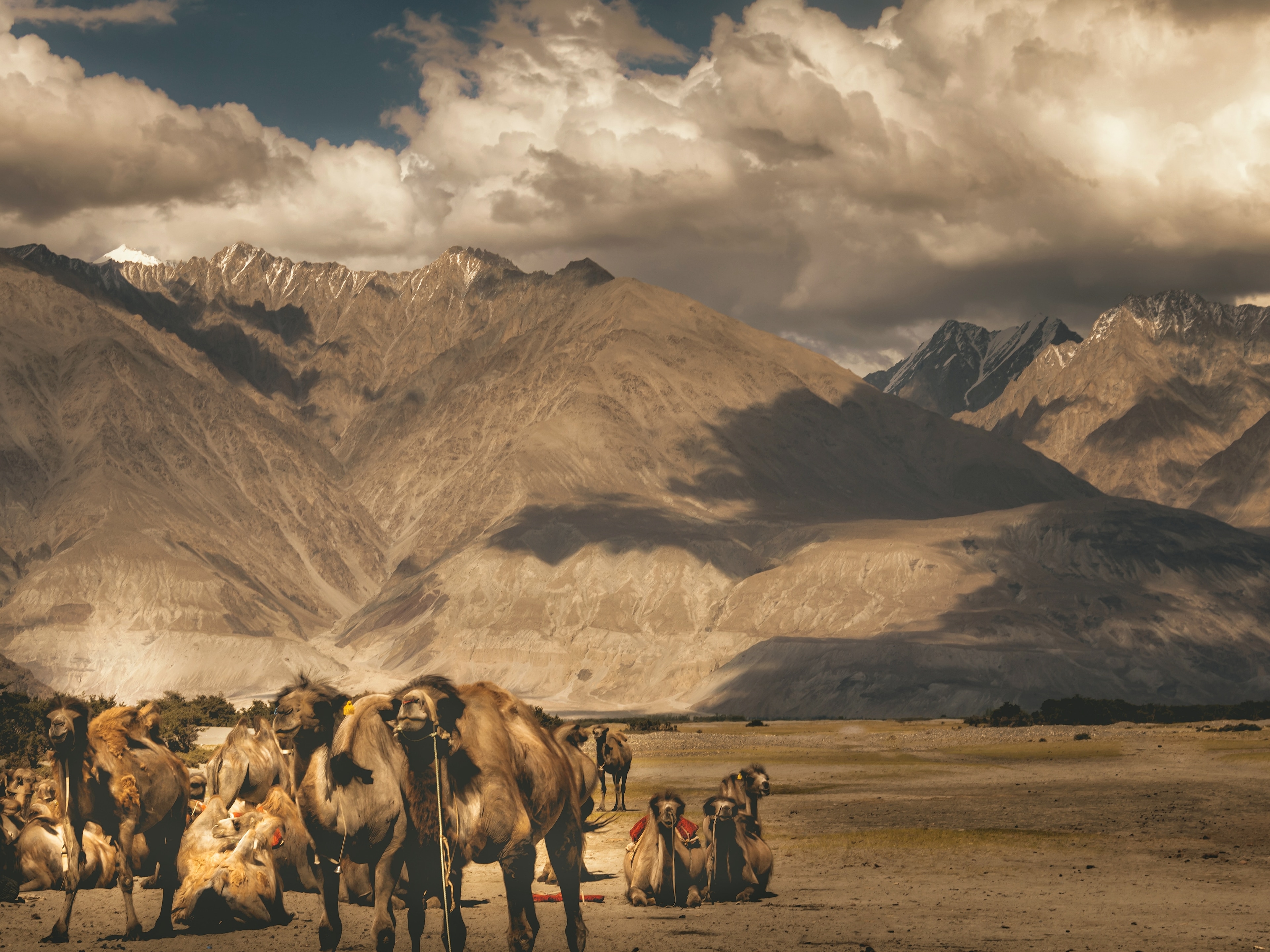 Tales Of A Nomad: Nubra Valley- The Pretty Land in Ladakh