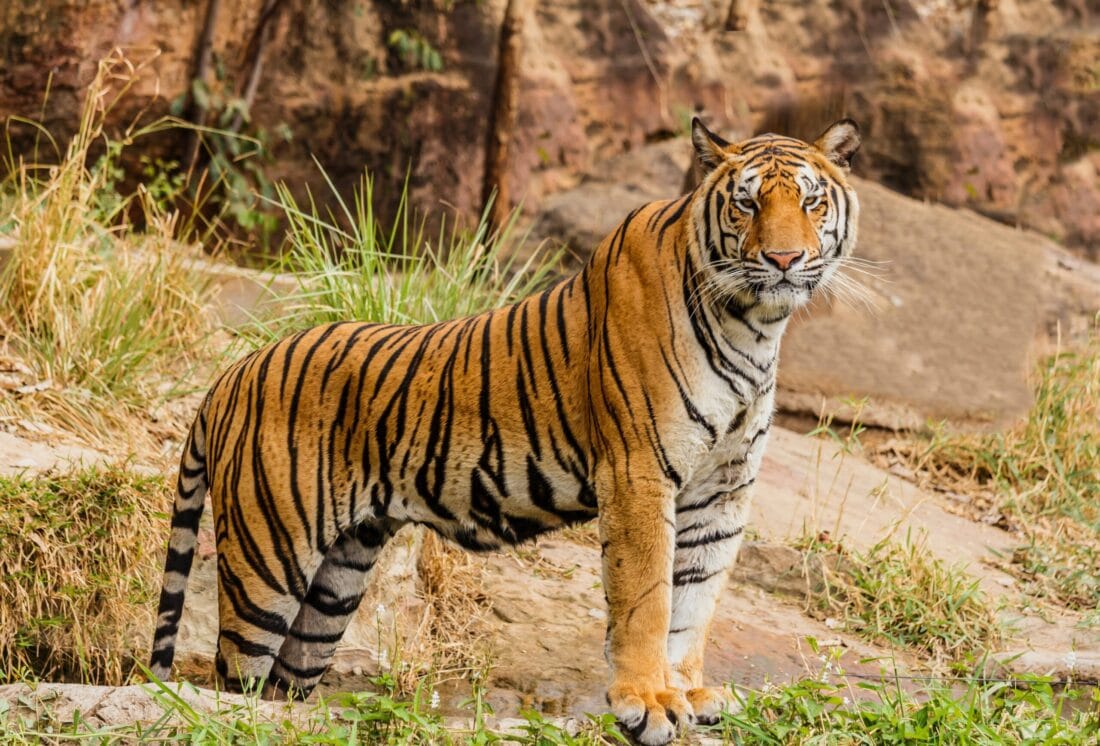 Which Is The Largest Wildlife Sanctuary In India