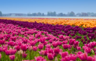 Tulips Garden & Other Popular Attractions in Amsterdam