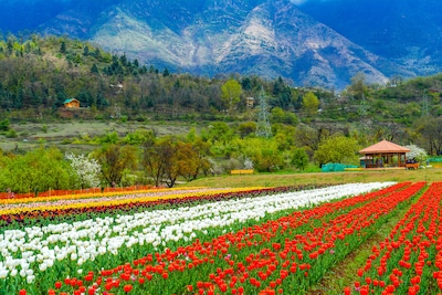 The Tulip Festival of Kashmir - A Celebration of 1.5 Million Flowers