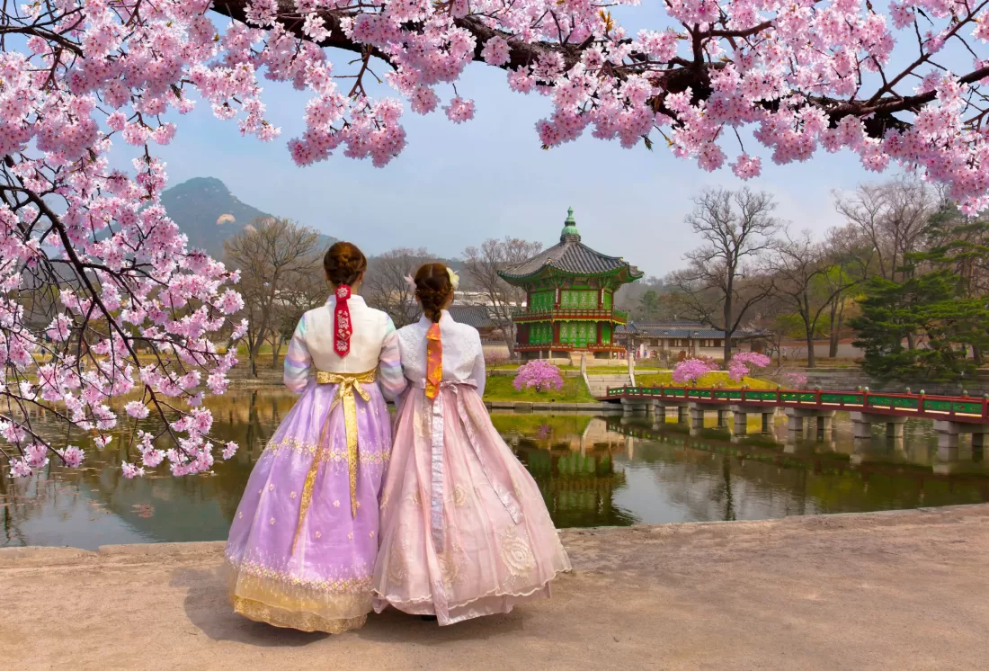Top 7 Places to Witness Beautiful Cherry Blossoms in Korea | Veena World