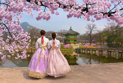 Top 7 Places to Witness Beautiful Cherry Blossoms in Korea