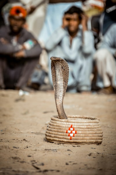 A village that lives with snakes