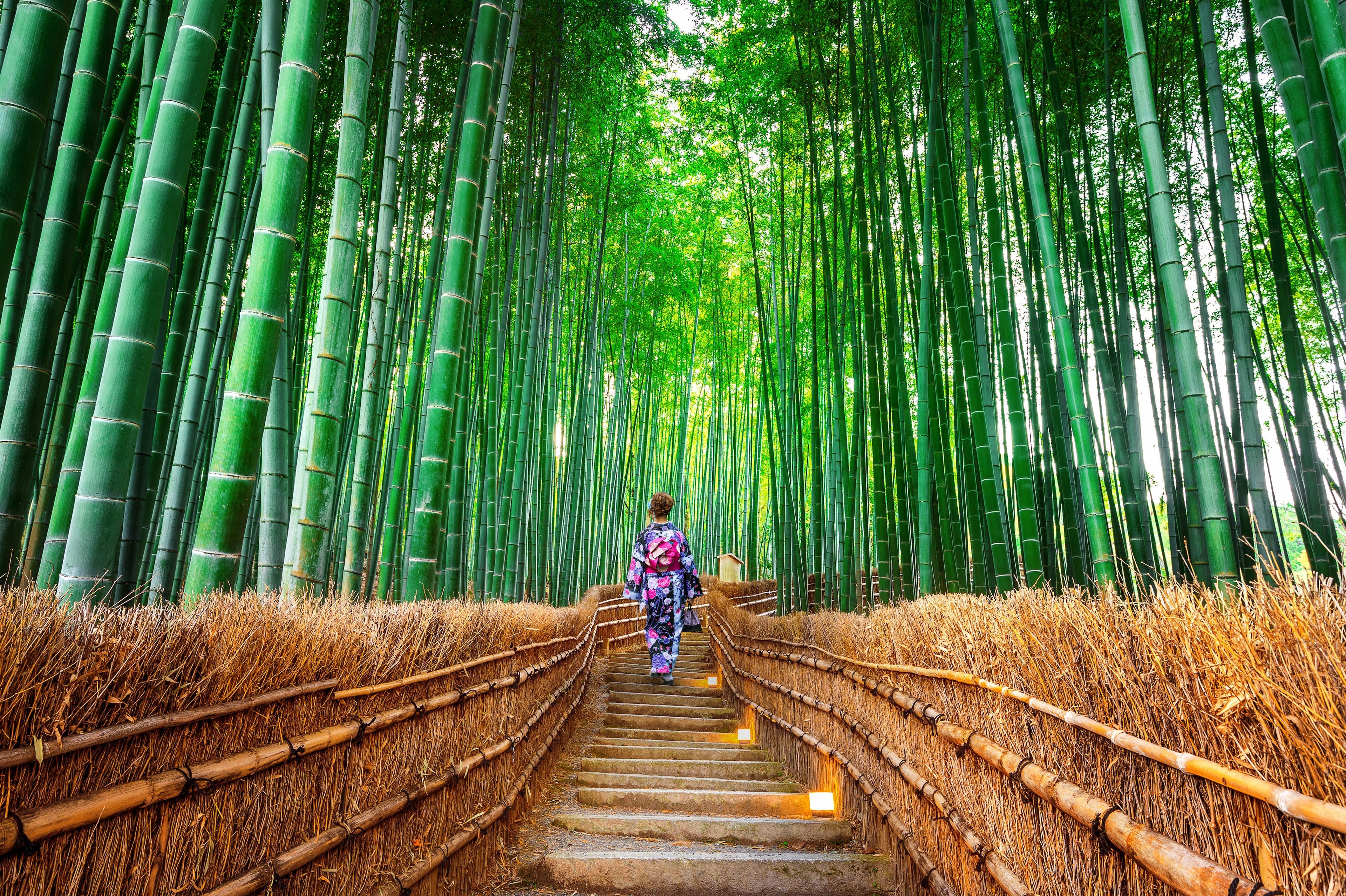 All You Need to Know about the Arashiyama Bamboo Forest in Kyoto, Japan