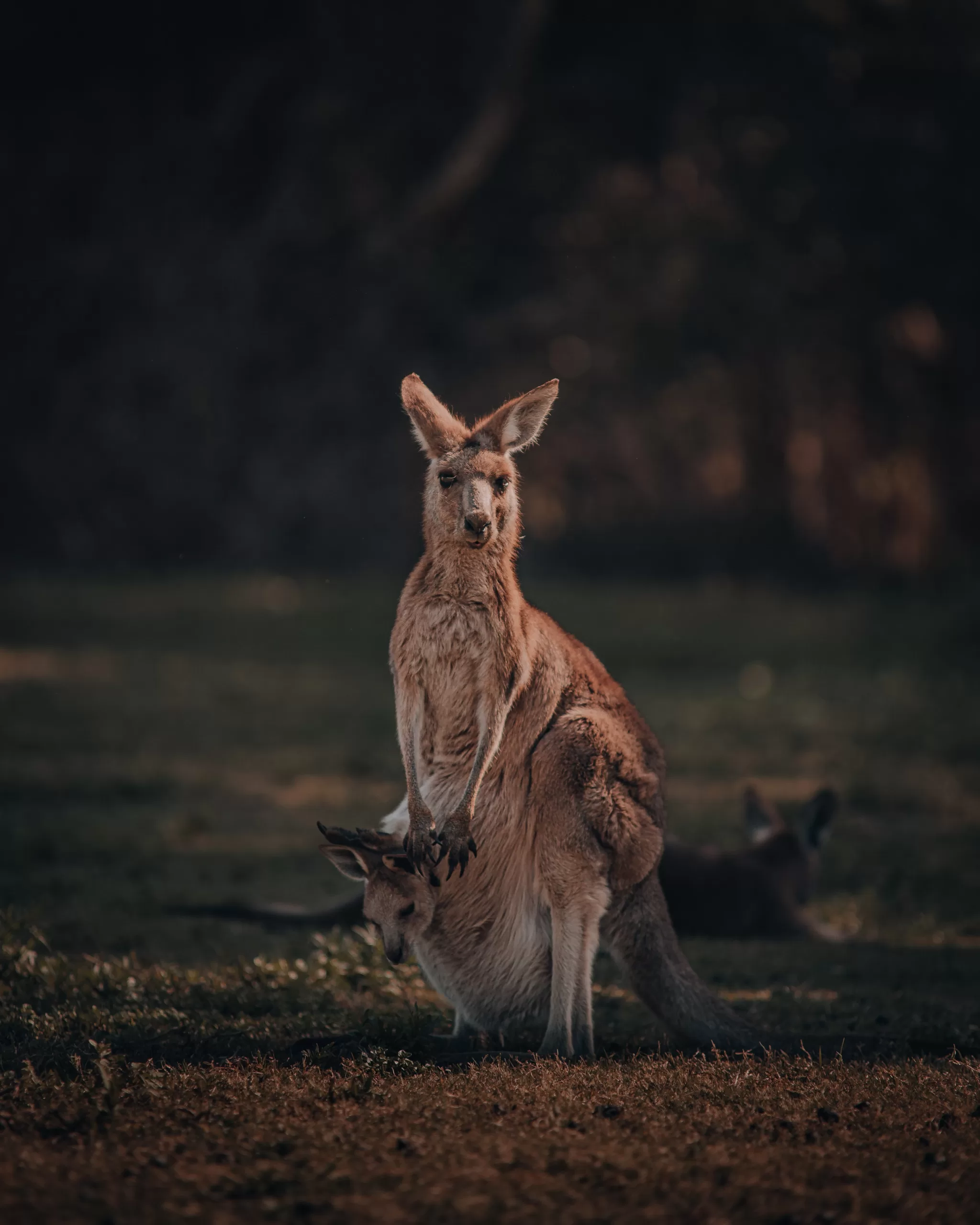 Why do Kangaroos have a pouch? | Veena World