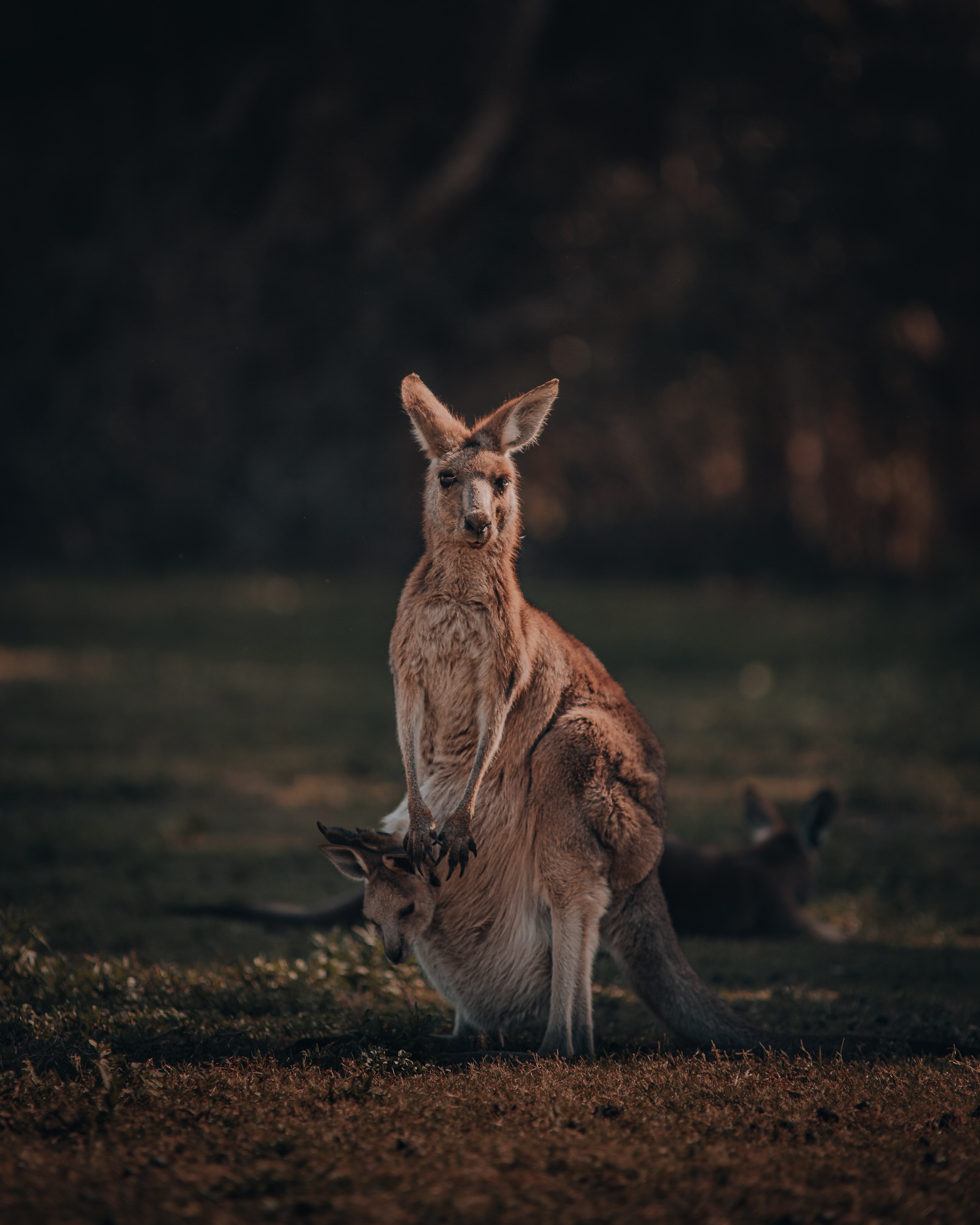 Why do Kangaroos have a pouch?
