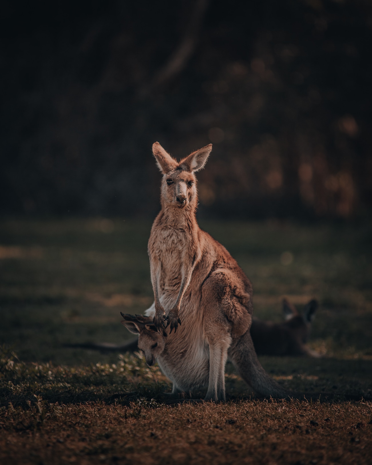 Why do Kangaroos have a pouch?