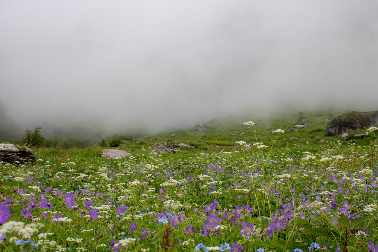 Explore the Top Colourful Blossom of Flower Valley in India