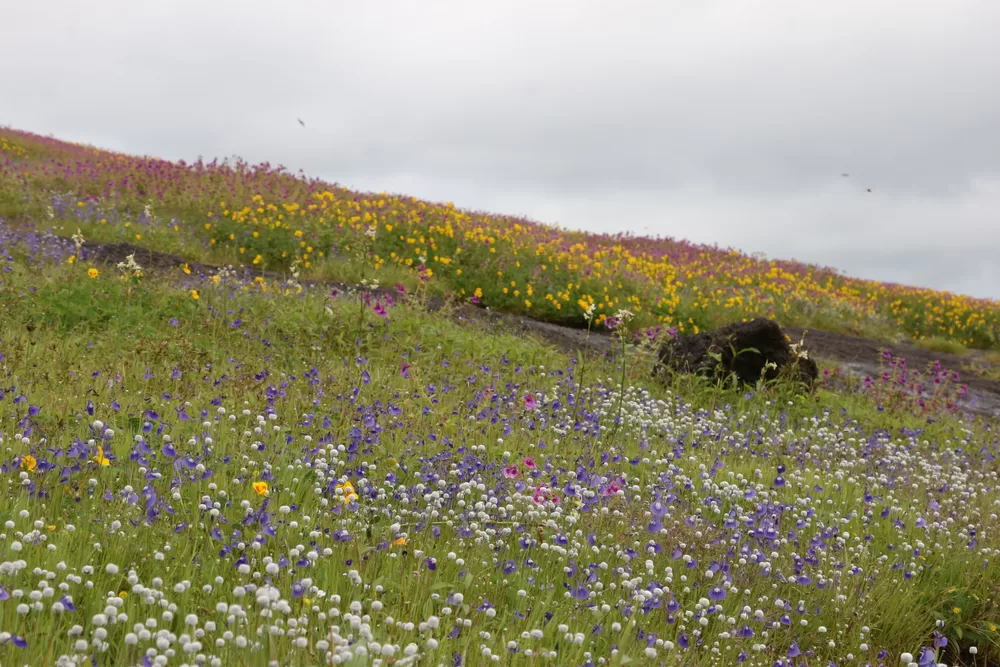 Kaas Plateau Maharashtra