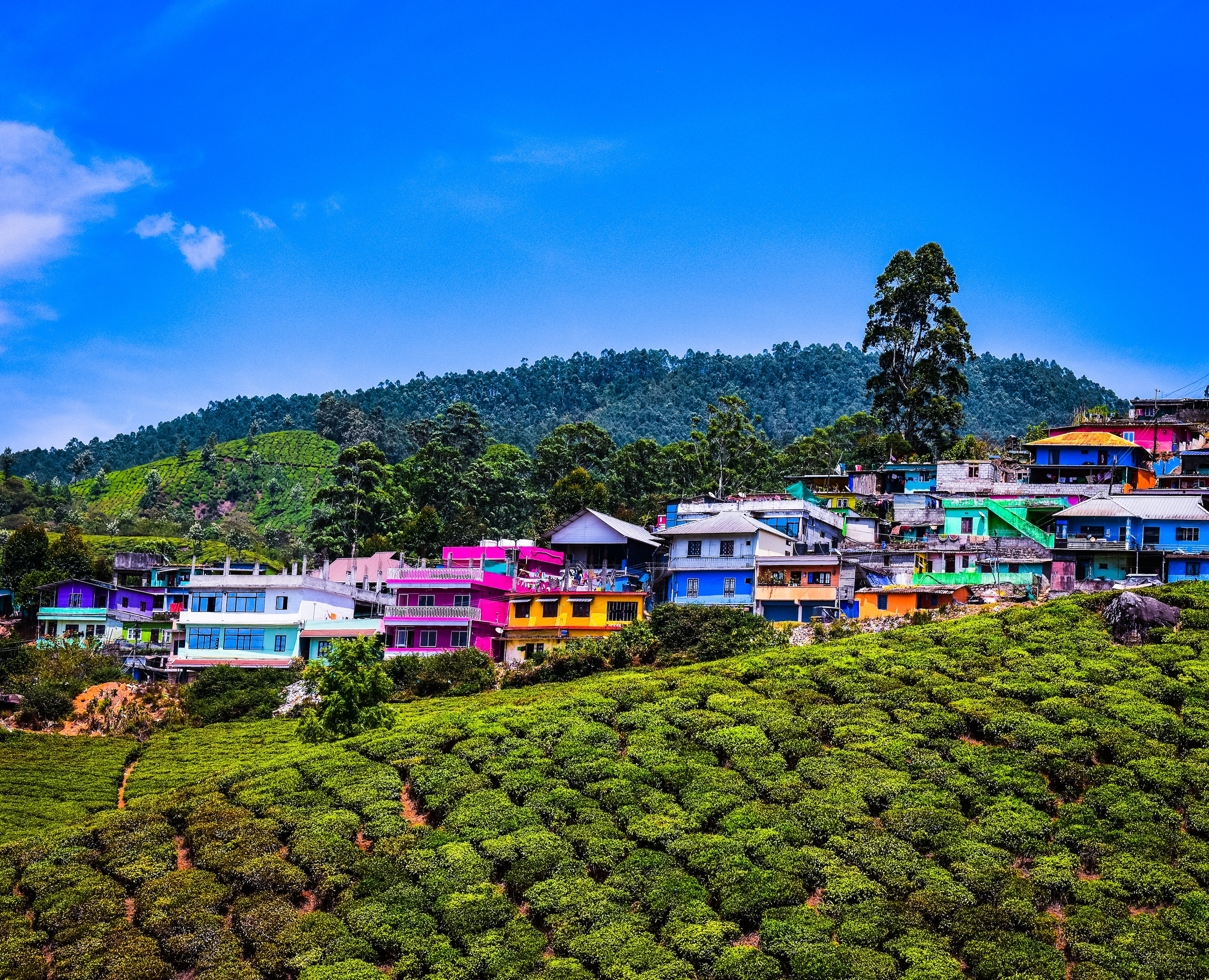 7 Best Honeymoon Resorts in Munnar For Couples
