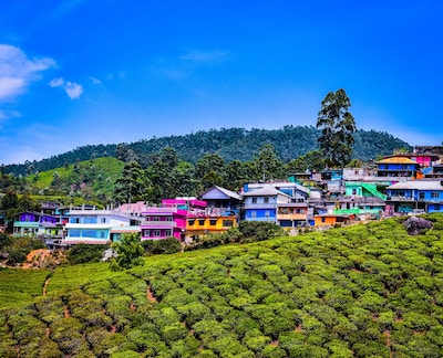 7 Best Honeymoon Resorts in Munnar For Couples