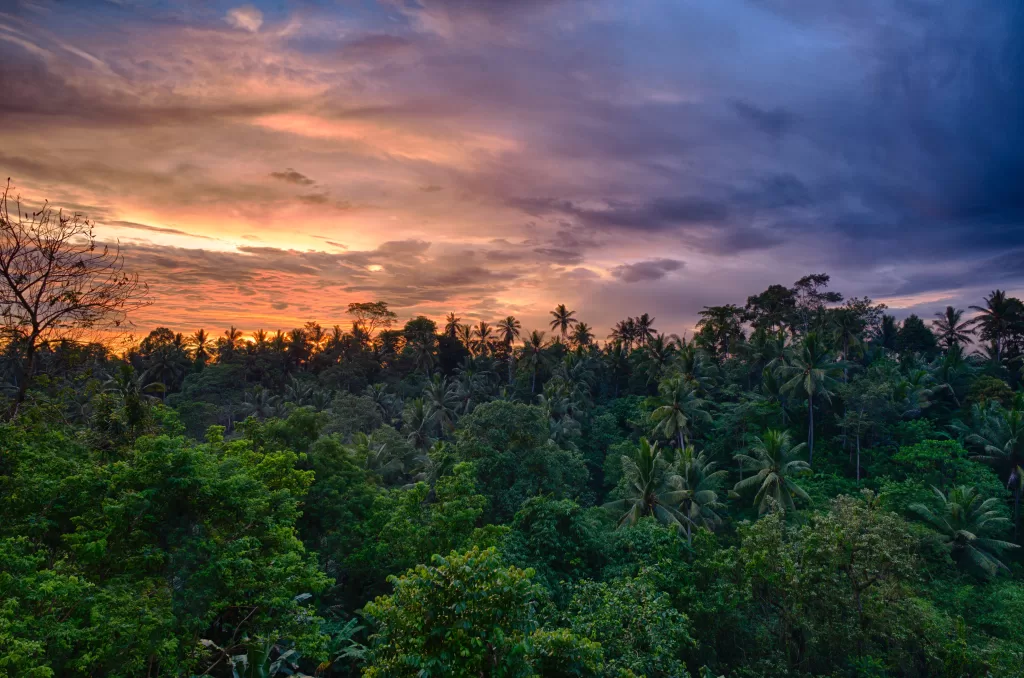 Tips for Visiting the Amazon Rainforest