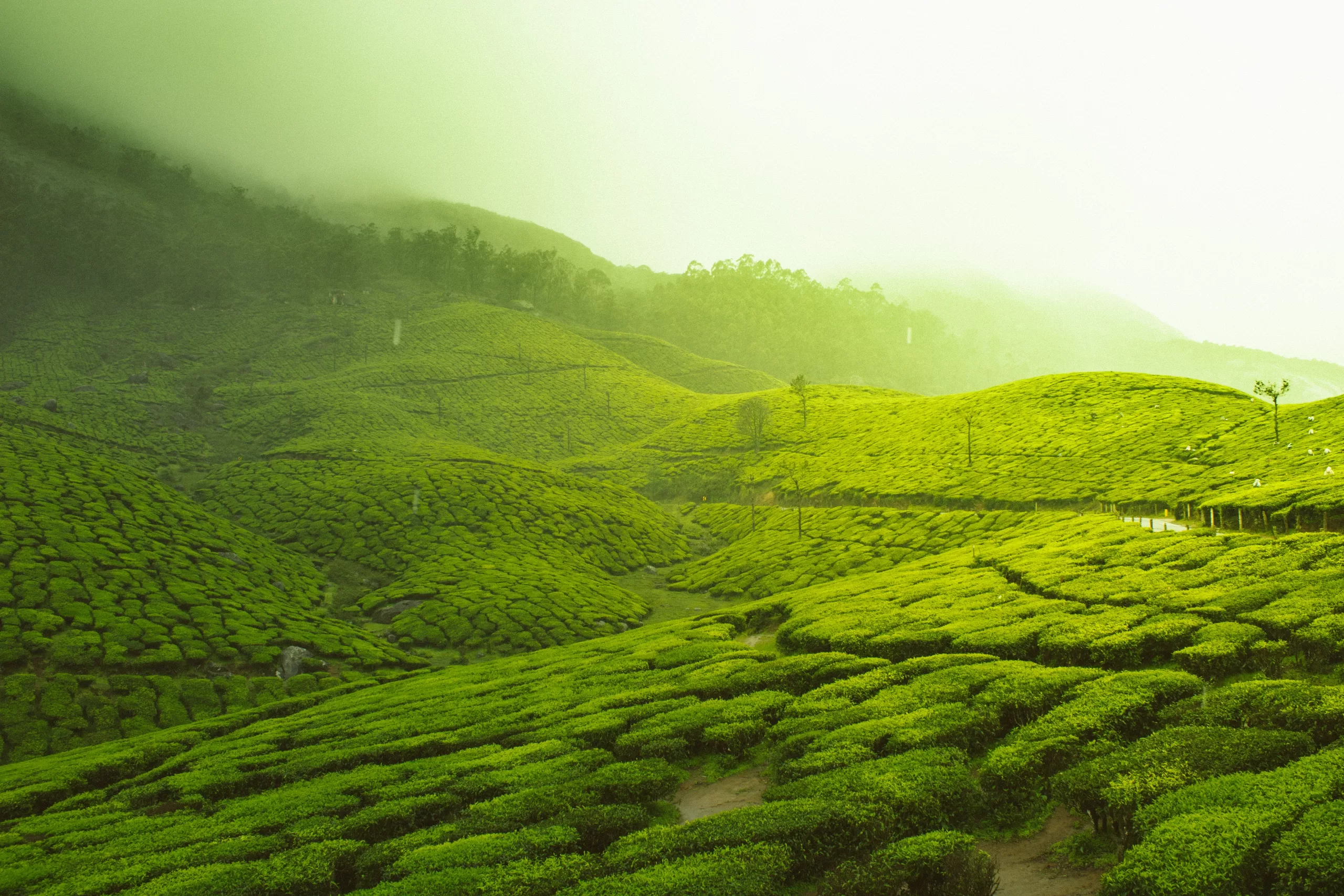 Things to Do in Munnar - Exploring the Myriad Experiences on Offer 