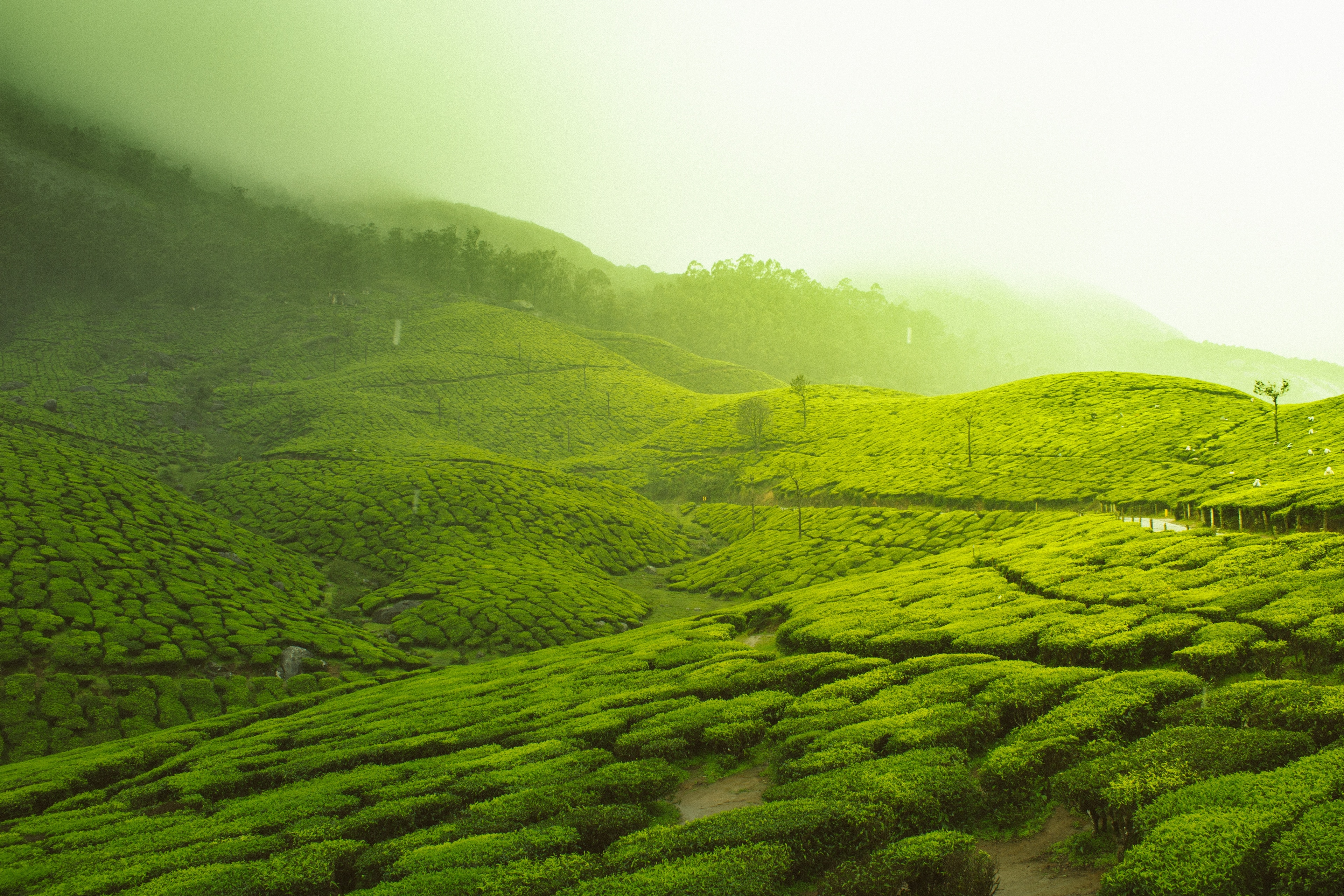 Stock of Munnar, nature, nature graphy HD wallpaper | Pxfuel