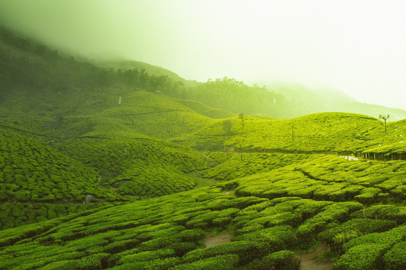 Things to Do in Munnar - Exploring the Myriad Experiences on Offer