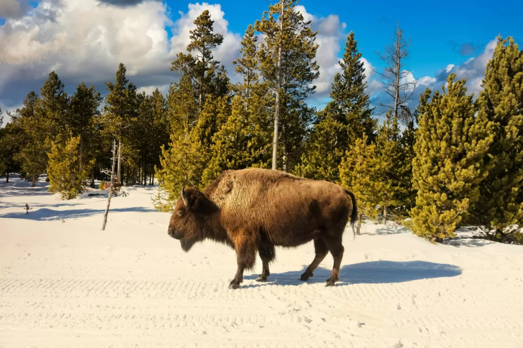 American Bison