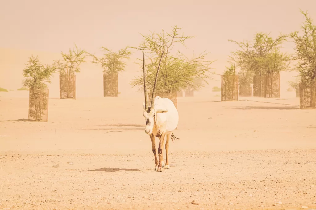 Arabian Oryx