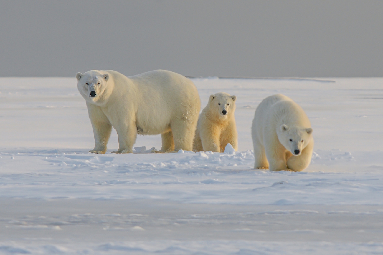 Arctic Expedition: Spotting Polar Bears amidst Breadth-taking Glaciers