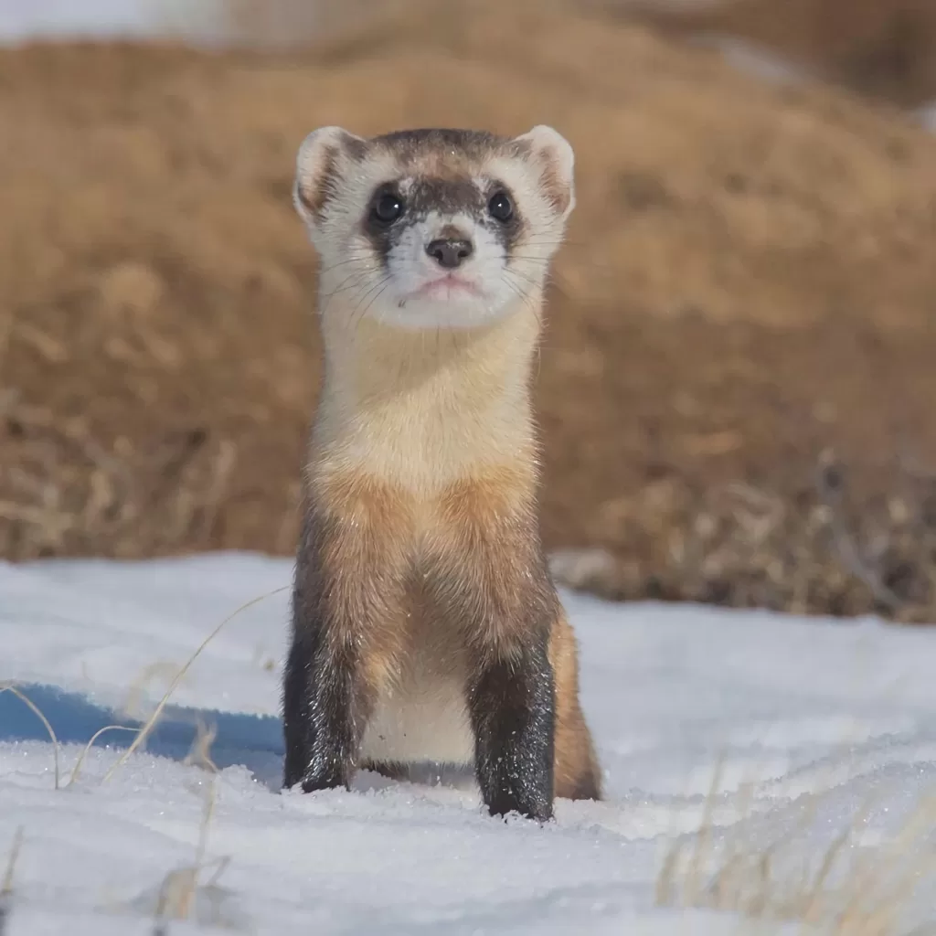 Black Footed Ferret