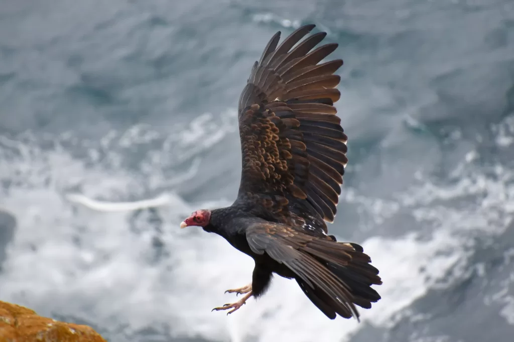 Californian Condor