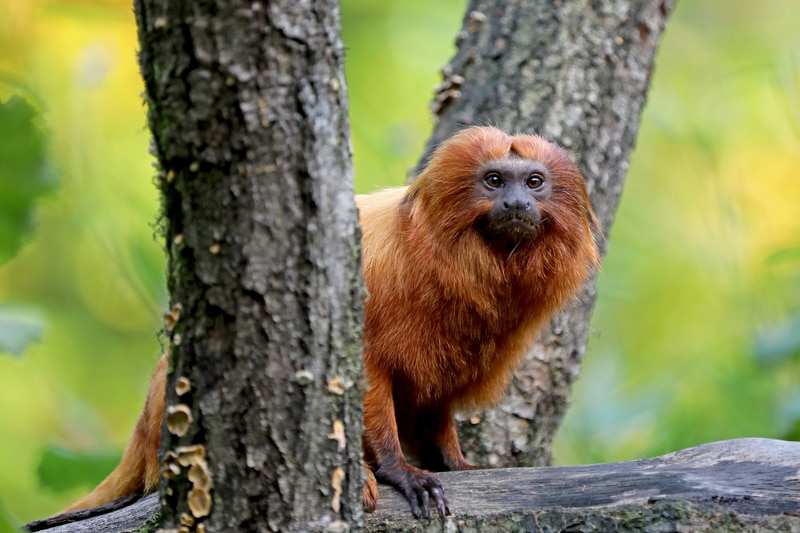 Golden Lion Tamarin