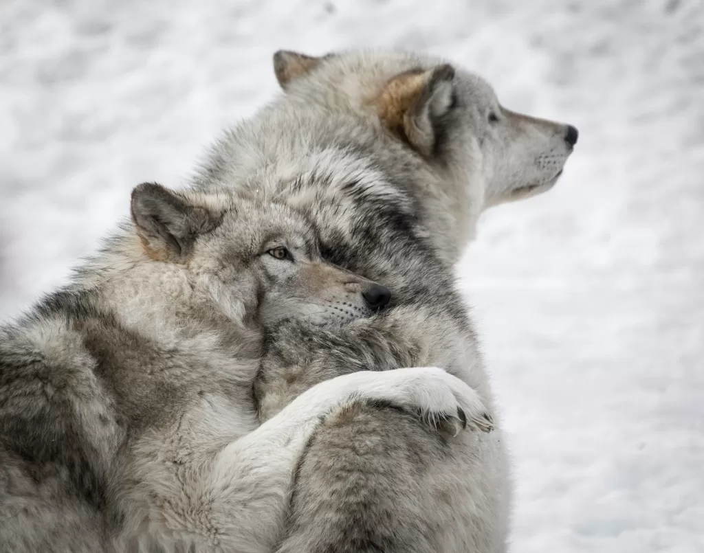 Gray Wolves