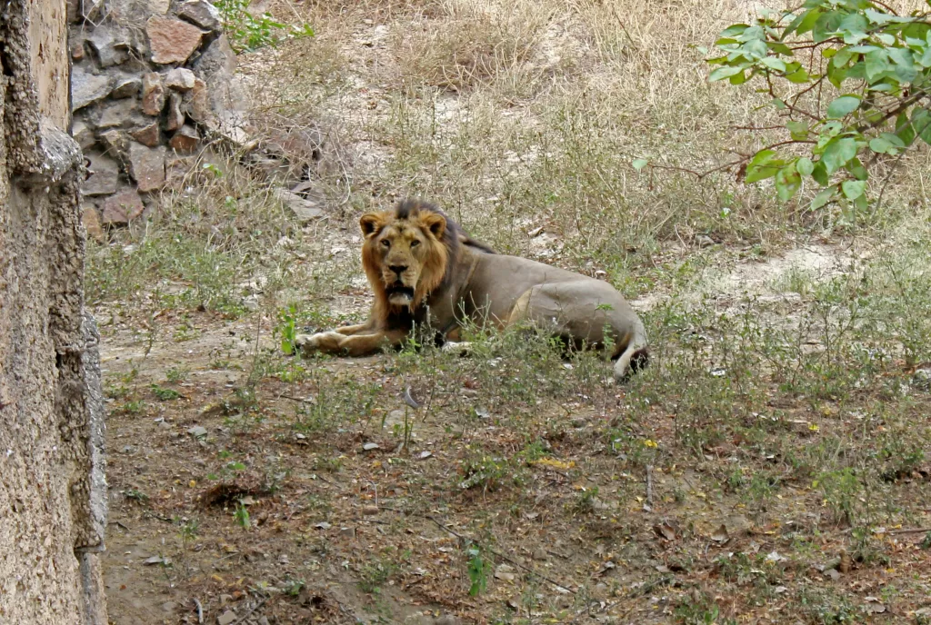 Lion Safari Wildlife Park