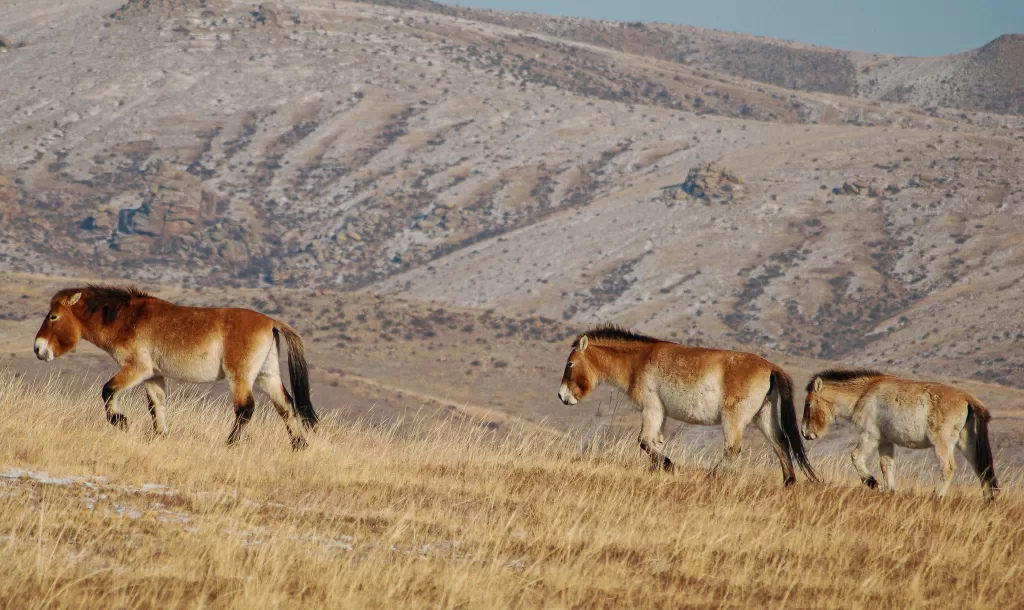 Przewalski's Horse