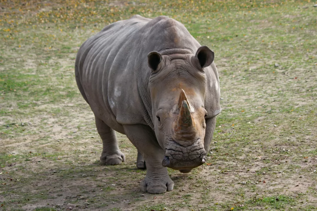 Southern White Rhino