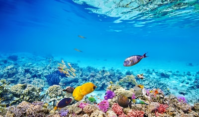 What is the Great Barrier Reef