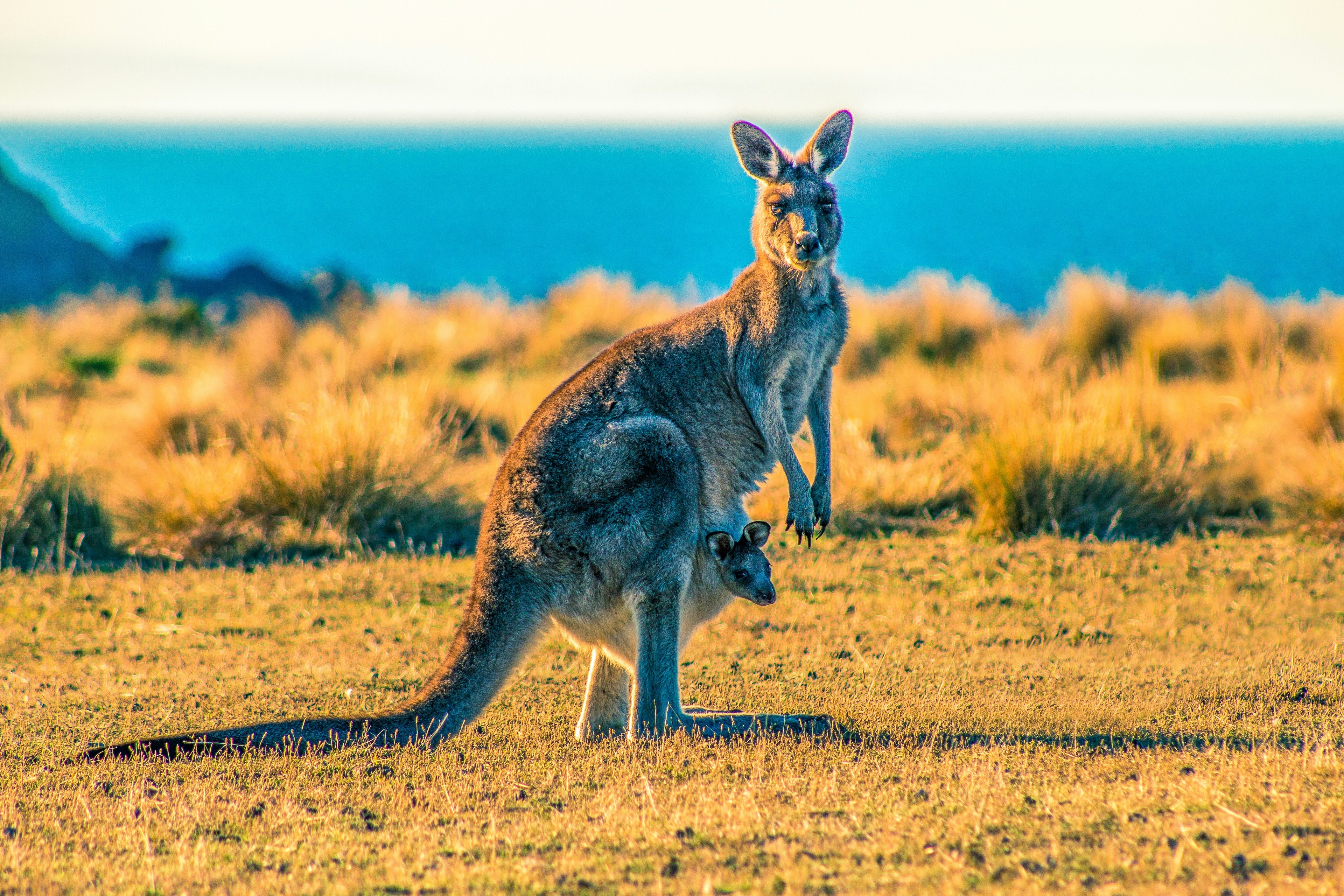 Visit Kangaroo Island in Australia