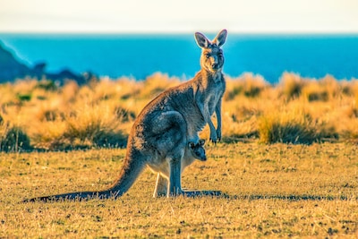 Visit Kangaroo Island in Australia