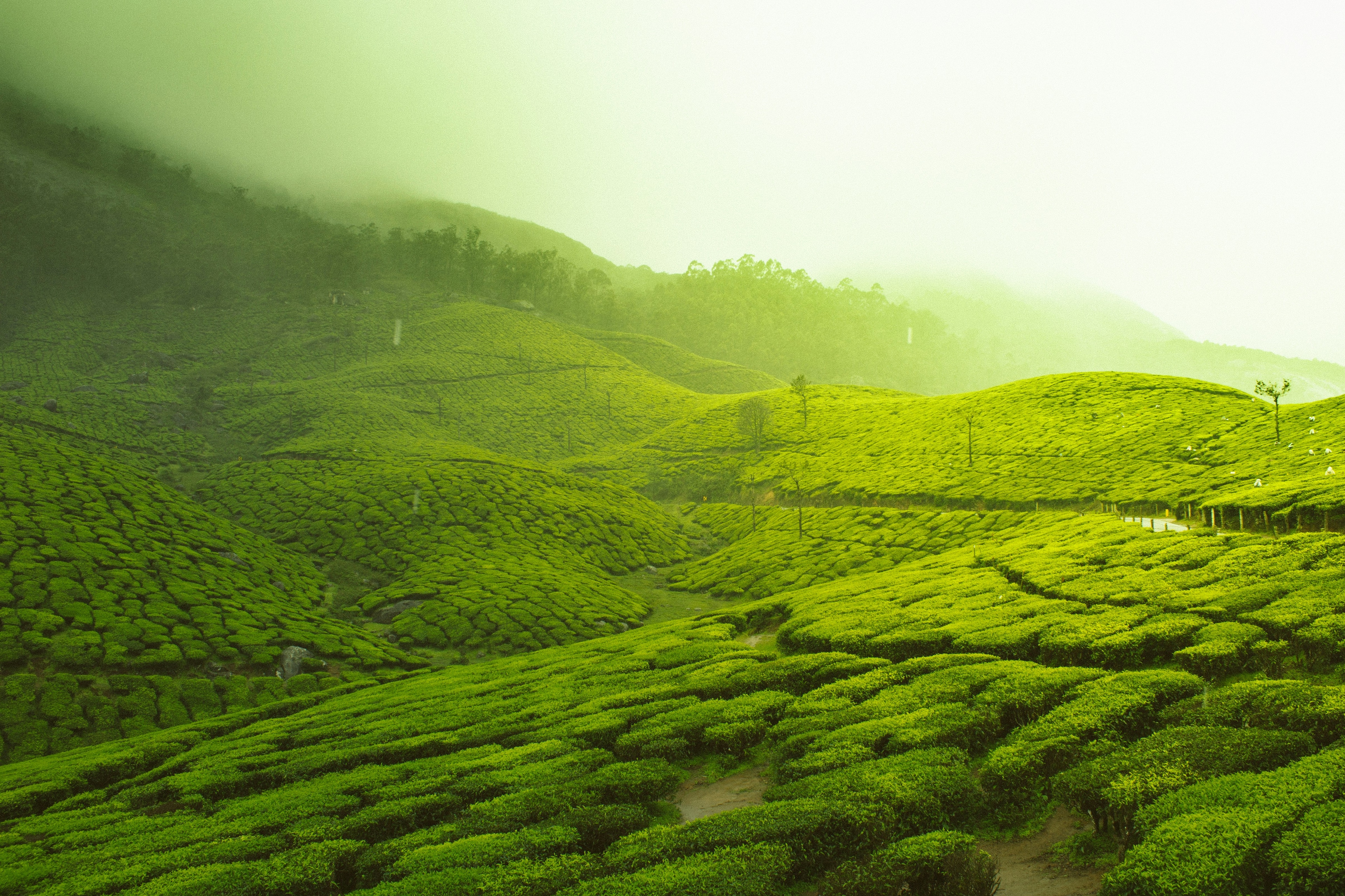 Best Hill Stations in Ooty for a Memorable Vacation