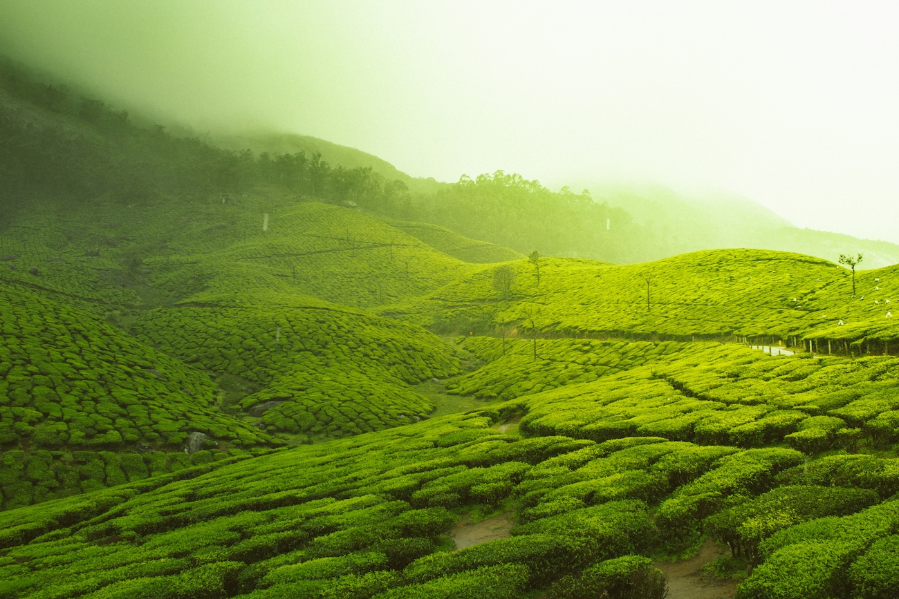 Best Hill Stations in Ooty for a Memorable Vacation