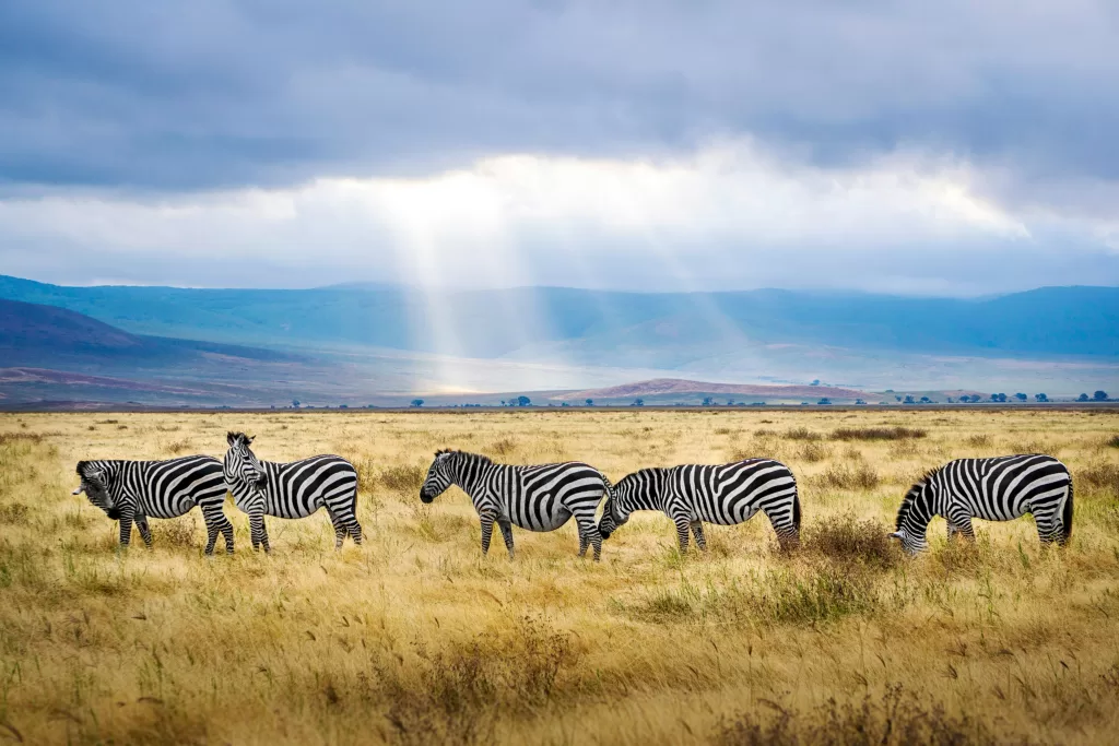 Here are the Best Places to See in Tanzania