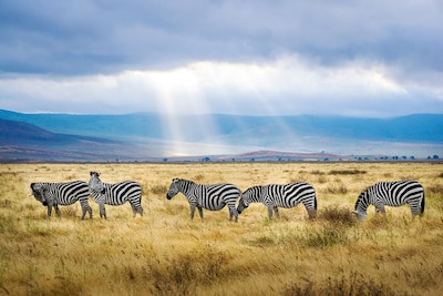 Here are the Best Places to See in Tanzania