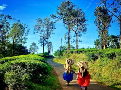 Top 9 Fun Filled Things to do in Wayanad