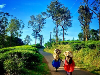 Top 9 Fun Filled Things to do in Wayanad