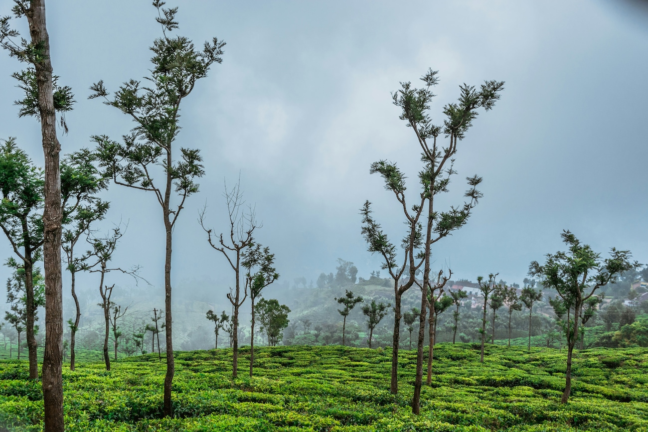 The 10 Best Things to Do in Coonoor For an Unforgettable Experience