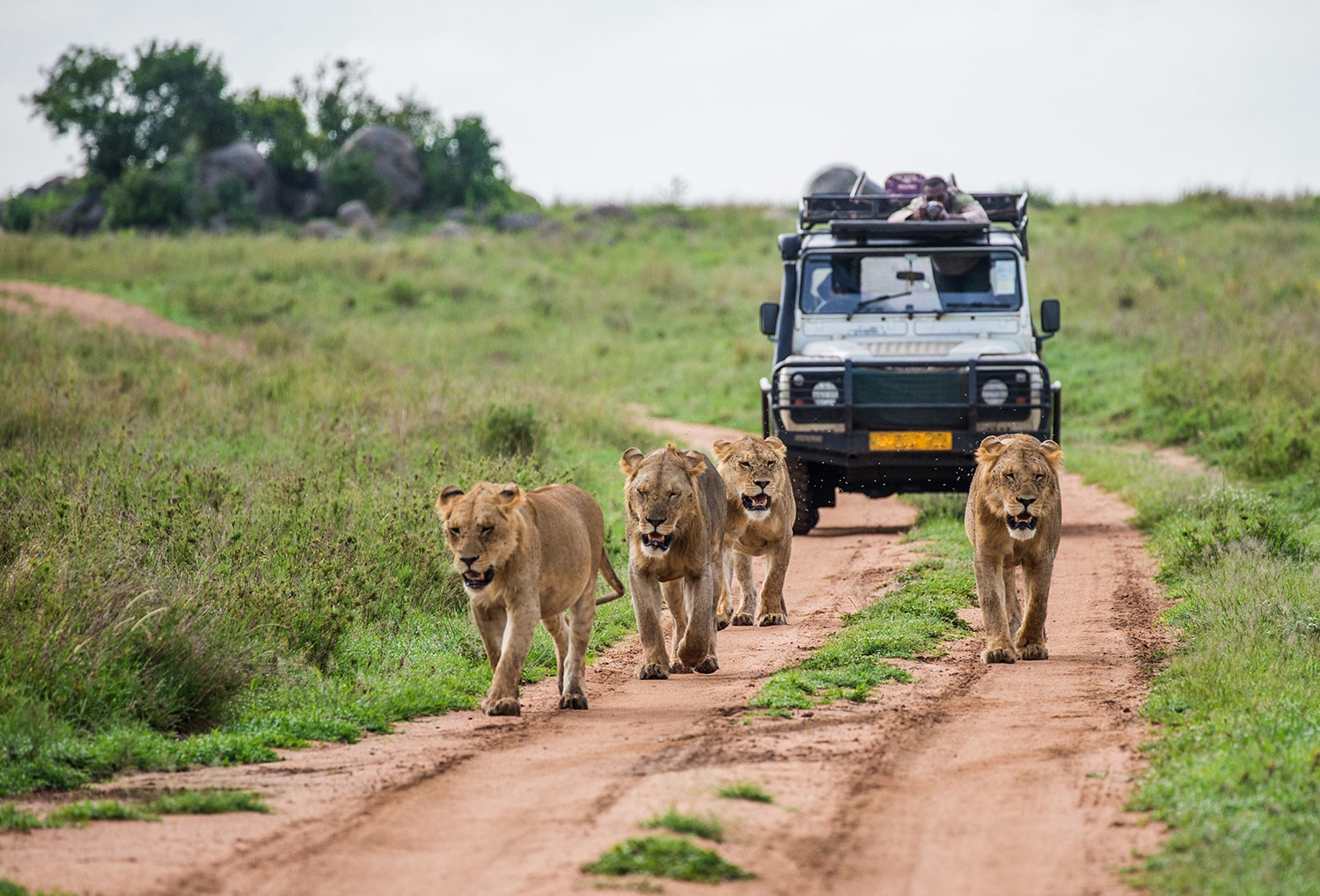 Wildlife Safari Adventures Around the World