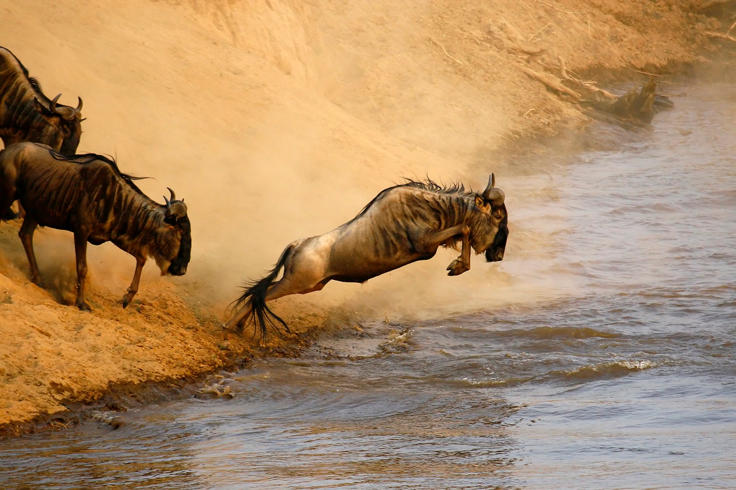 Nature's Greatest Show: The Great Migration of Africa