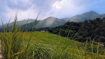 Best Time to Visit Wayanad: Explore the Season Wonders in the Misty Hills