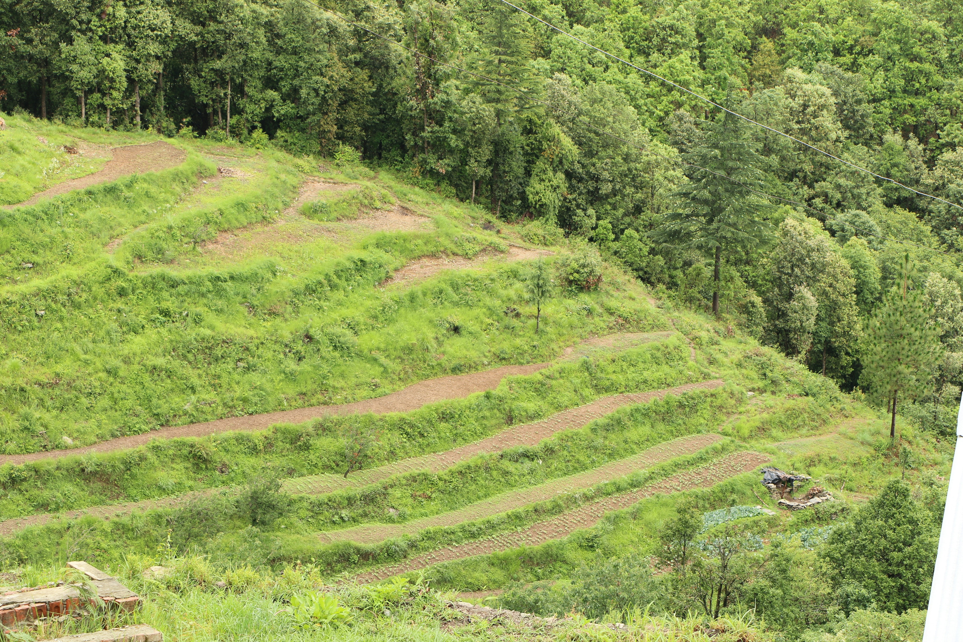 Exploring the Queen’s Meadow: Things to Do in Ranikhet